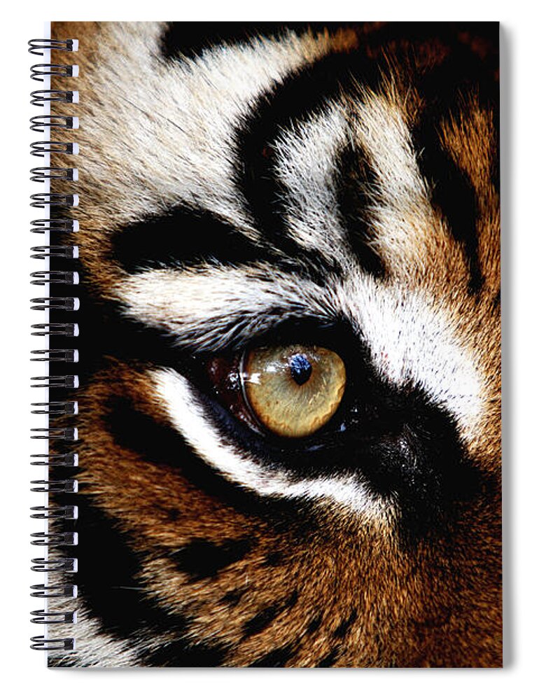 Tiger Spiral Notebook featuring the photograph Eyes of the Tiger by Brad Barton