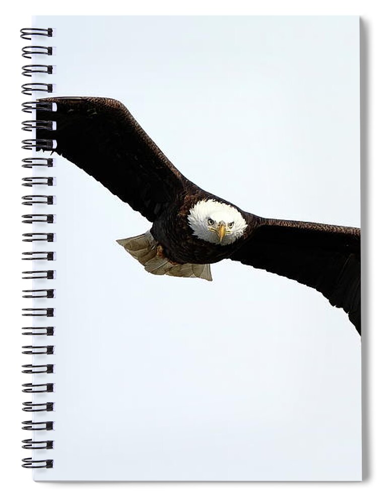 Bird Spiral Notebook featuring the photograph Eyes On The Prize by Lens Art Photography By Larry Trager