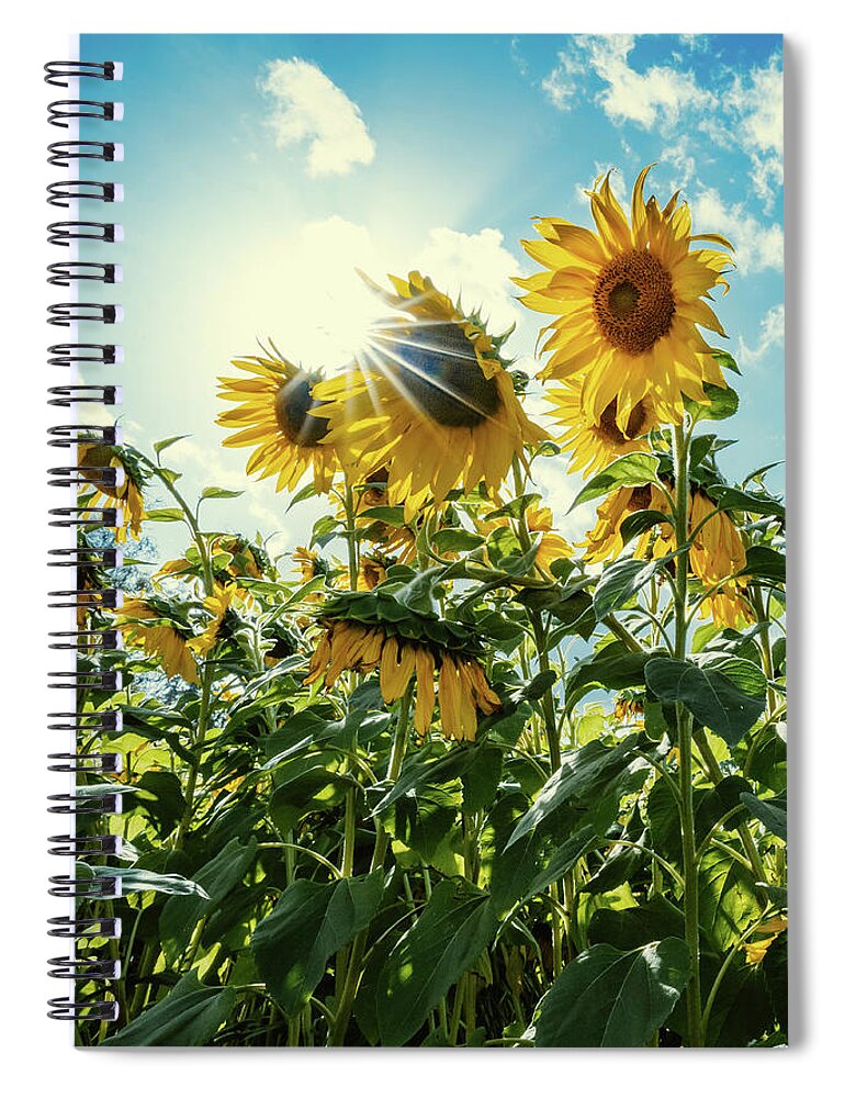 Sunflower Spiral Notebook featuring the photograph Face the Future by Ada Weyland