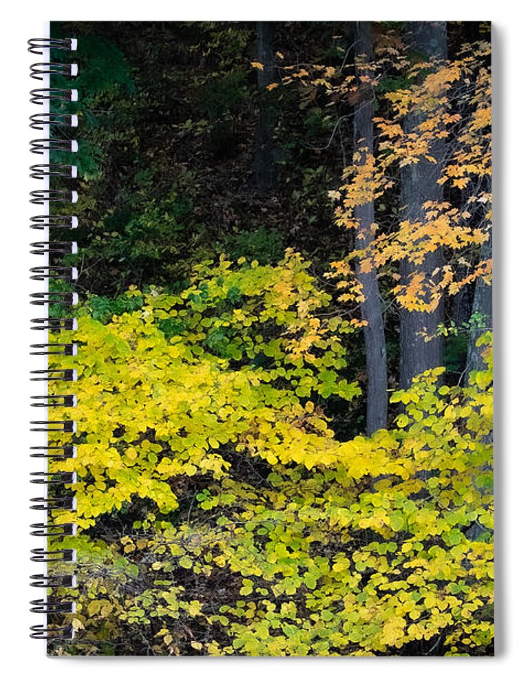 Trees Spiral Notebook featuring the photograph Fall Chartreuse by Linda Bonaccorsi