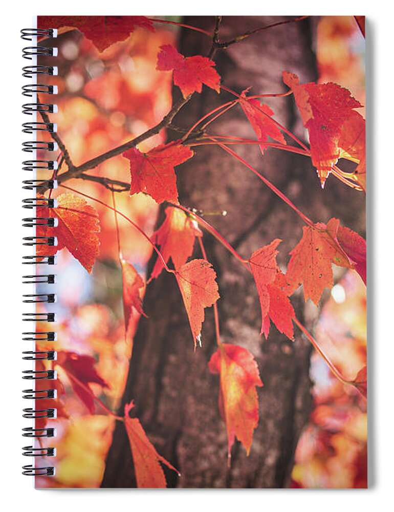 Fall Color Spiral Notebook featuring the photograph Fall Color by Randy Bayne