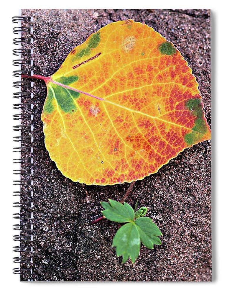 Fall Spiral Notebook featuring the photograph Fall Colors on Rock by Bob Falcone