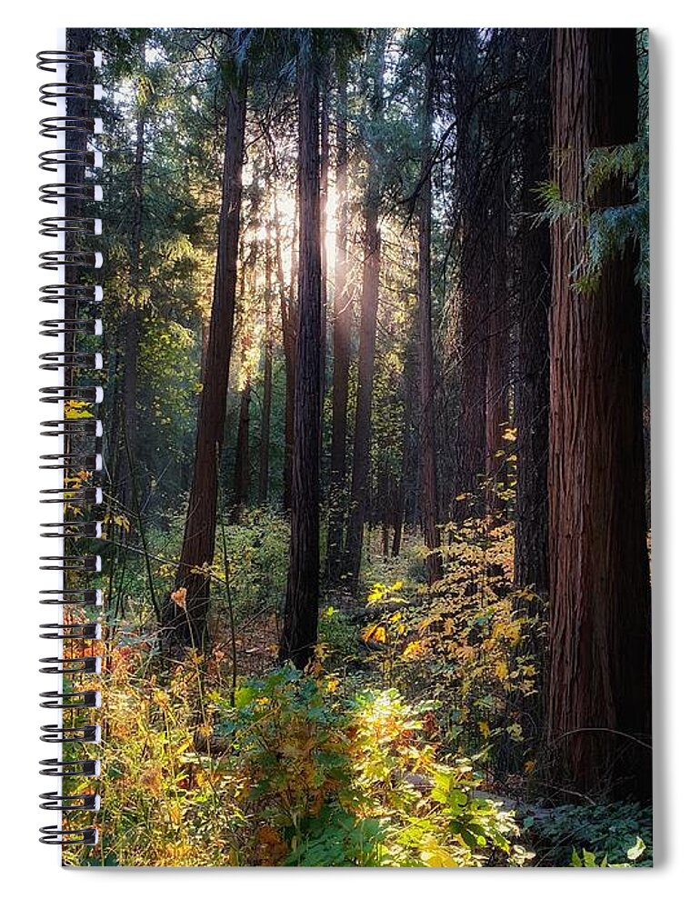 Autumn Spiral Notebook featuring the photograph Fall Forest by Steph Gabler