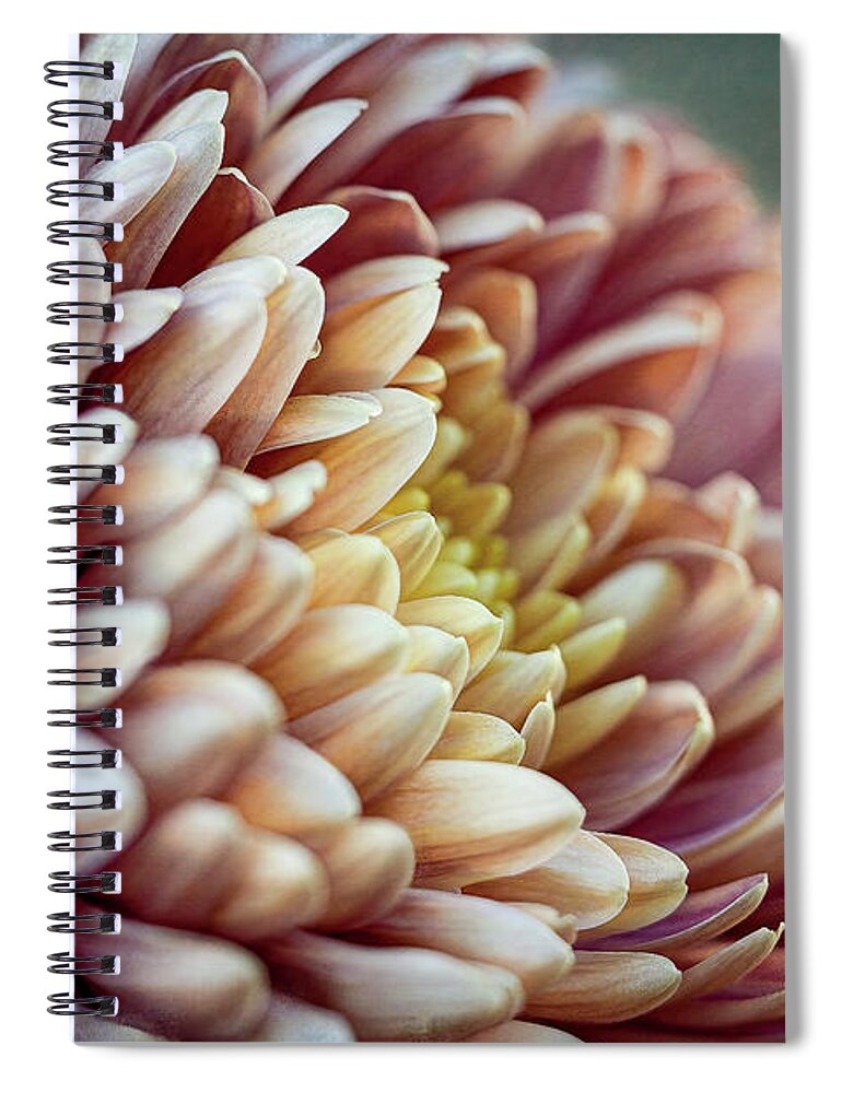 Fall Spiral Notebook featuring the photograph Fall Mums 1 by Cheri Freeman