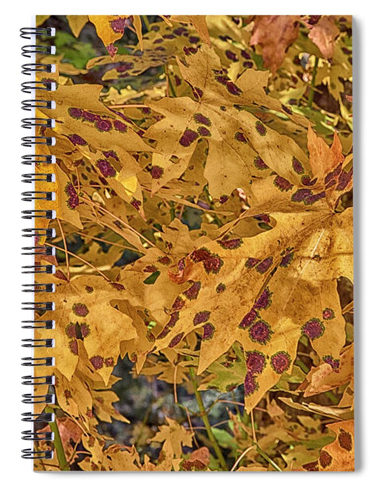 Leaves Spiral Notebook featuring the photograph Fallen by Tom Kelly