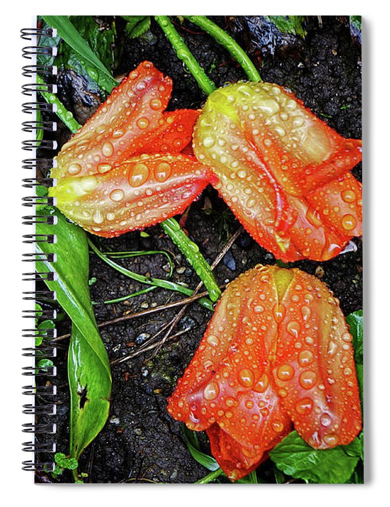 Garden Spiral Notebook featuring the photograph Fallen Tulips by Cameron Wood