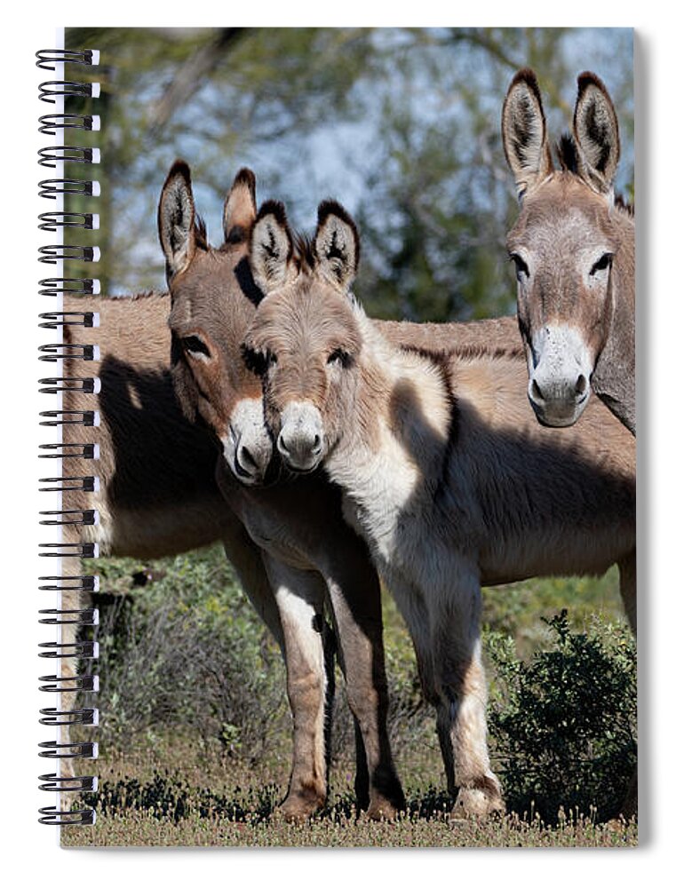 Wild Burros Spiral Notebook featuring the photograph Family by Mary Hone