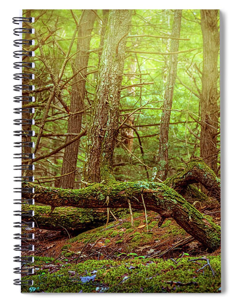 Deep In The Woods Spiral Notebook featuring the photograph Fantasy woods 1 by Lilia S