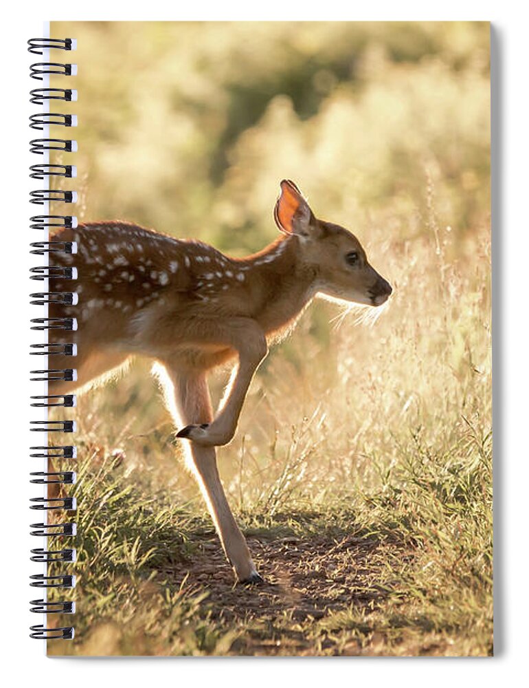 Shenandoah Spiral Notebook featuring the photograph Fawn Crossing by Travis Rogers