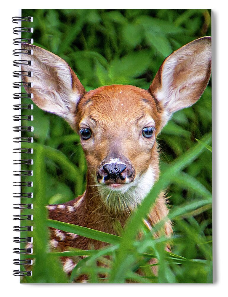 Deer Spiral Notebook featuring the photograph Fawn by Randy Bayne