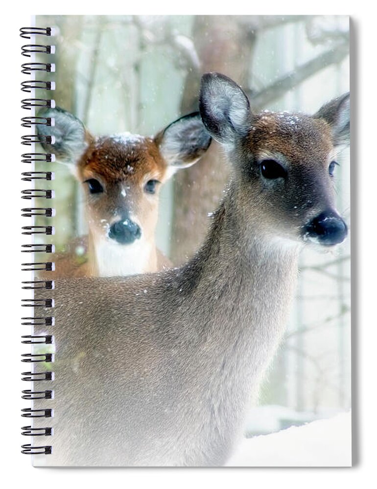 Fawns Spiral Notebook featuring the photograph Fawns On A Snowy Day by Laura Vilandre