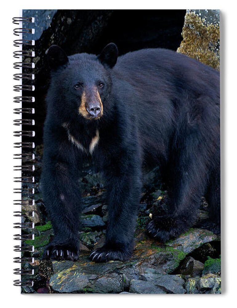 Fear Of Change Spiral Notebook featuring the photograph Fear Of Change - Bear Art by Jordan Blackstone