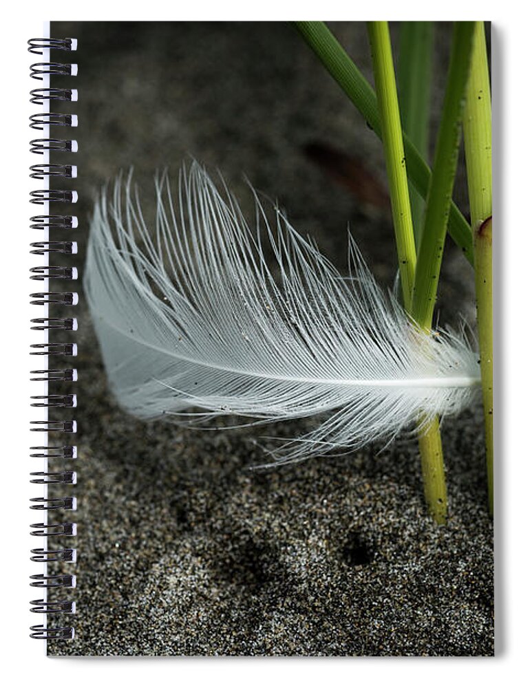 August Spiral Notebook featuring the photograph Feather and Beach Grass by Robert Potts