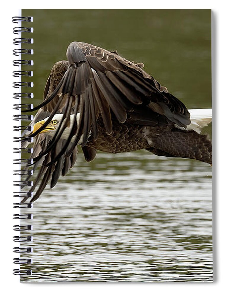 Eagle Spiral Notebook featuring the photograph Feathered Peek by Art Cole