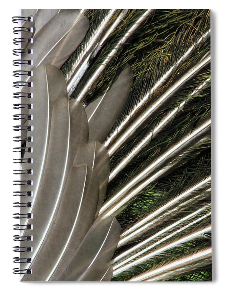 Peacock Spiral Notebook featuring the photograph Feathers of a Peacock by Karol Livote
