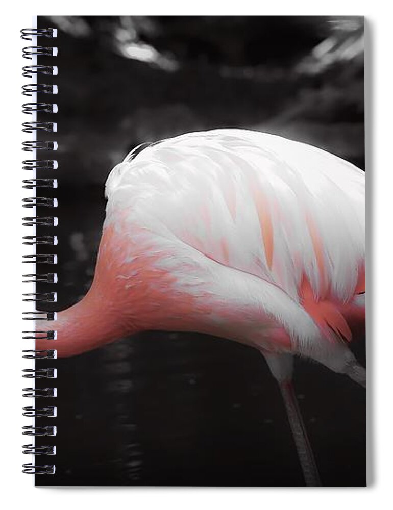 Flamingo Spiral Notebook featuring the photograph Feathers by Veronica Batterson