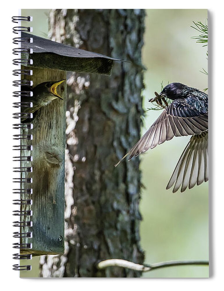 Feeding Flying Starling Spiral Notebook featuring the photograph Feeding Flying Starling by Torbjorn Swenelius