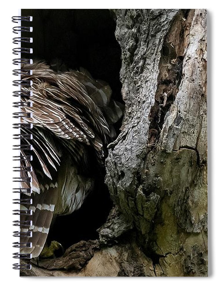 Mama Barred Owl Spiral Notebook featuring the photograph Feeding Time by Puttaswamy Ravishankar