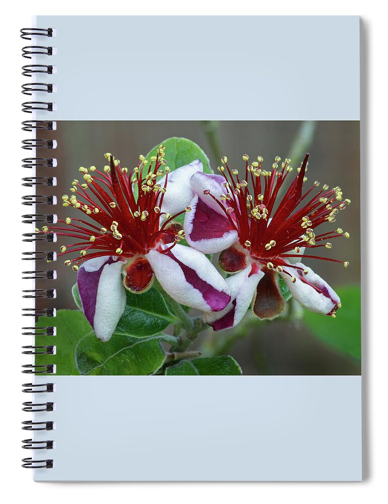 Feijoa Spiral Notebook featuring the photograph Feijoa Twins by Terence Davis