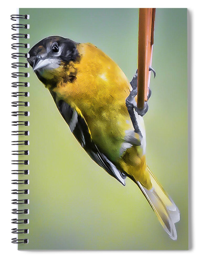 Baltimore Oriole Spiral Notebook featuring the photograph Female Baltimore Oriole by Joe Granita