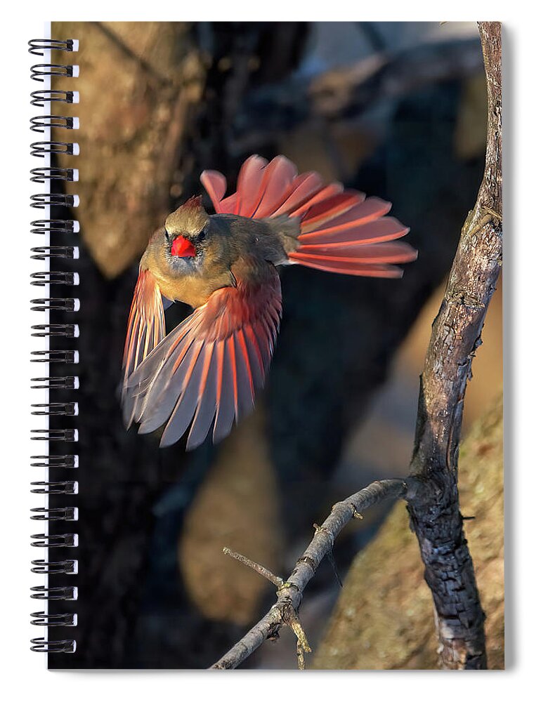 Cardinal Spiral Notebook featuring the photograph Female Cardinal in Flight by Flinn Hackett