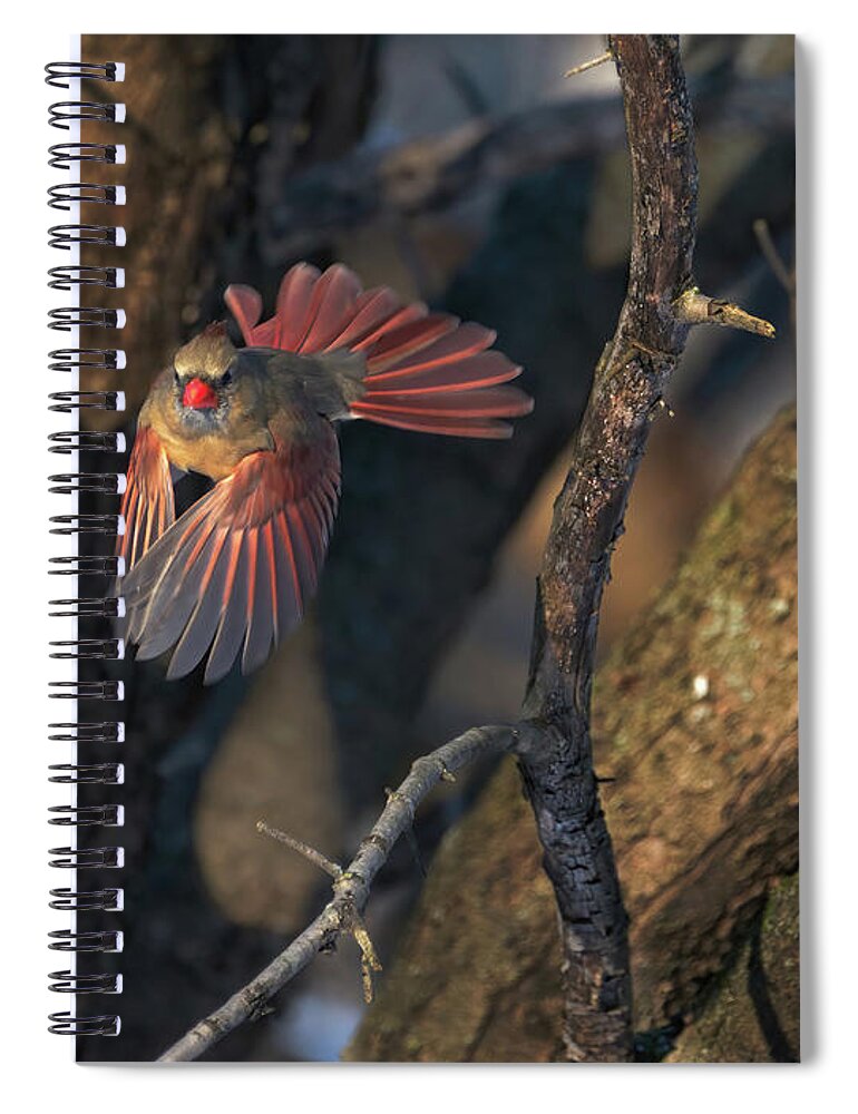 Bird Spiral Notebook featuring the photograph Female Cardinal in Flight by Flinn Hackett