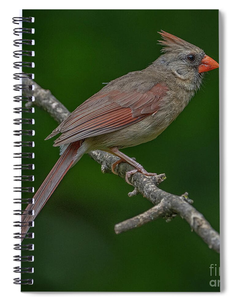 Female Cardinal Spiral Notebook featuring the photograph Female Northern Cardinal in the Wild by Sandra Rust