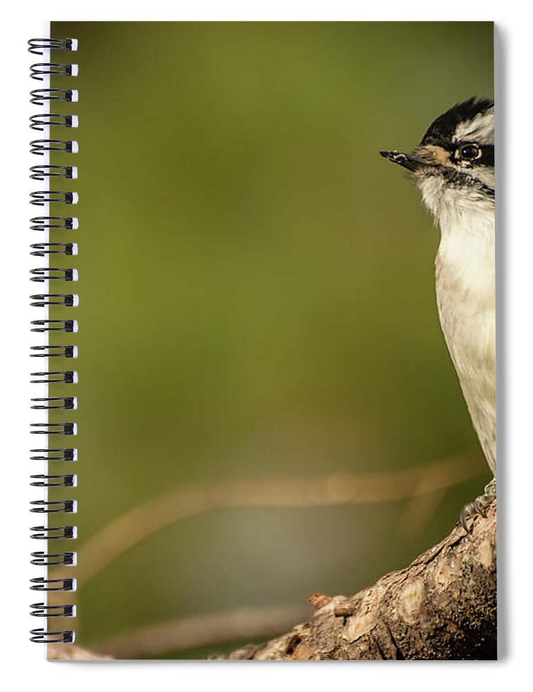 Downy Woodpecker Spiral Notebook featuring the photograph Female Downy Woodpecker by Constance Puttkemery