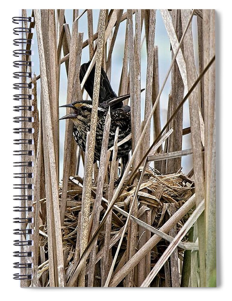 Blackbird Spiral Notebook featuring the photograph Female red-winged blackbird 3, UW Arboretum, Madison, WI by Steven Ralser