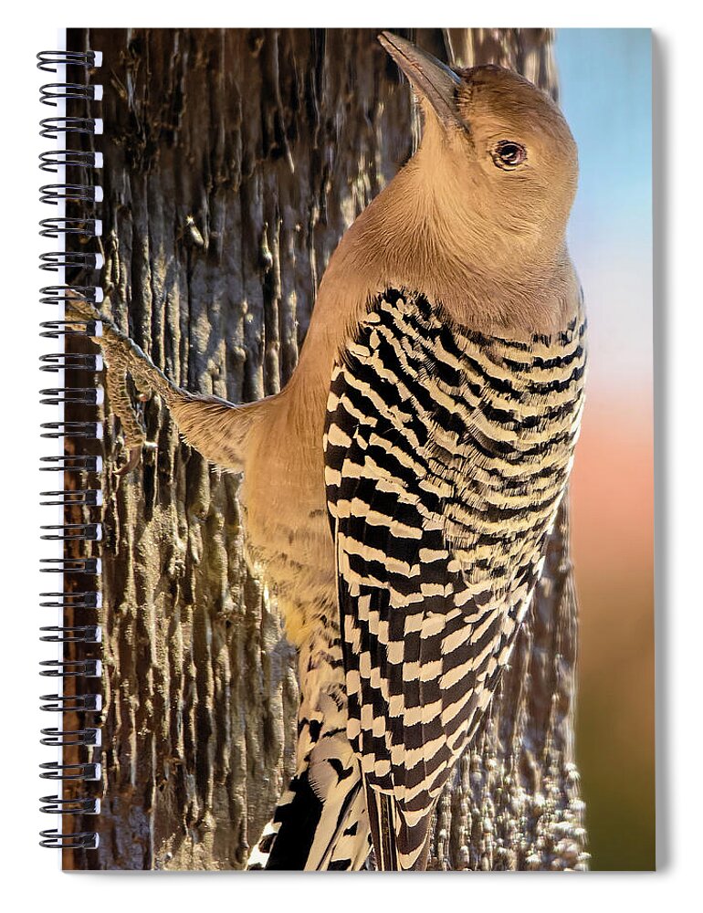 Animal Spiral Notebook featuring the photograph Female Gila Woodpecker 220930 by Mark Myhaver