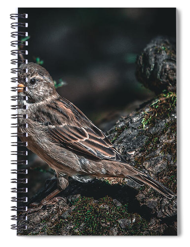 Photo Spiral Notebook featuring the photograph Female House Finch on Log by Evan Foster