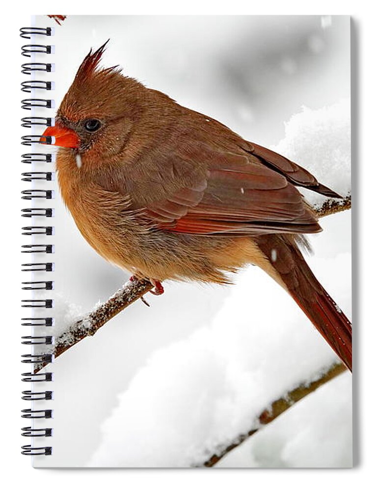 Northern Cardinal Spiral Notebook featuring the photograph Female Northern Cardinal and Fresh Fluffy Snow by Lyuba Filatova