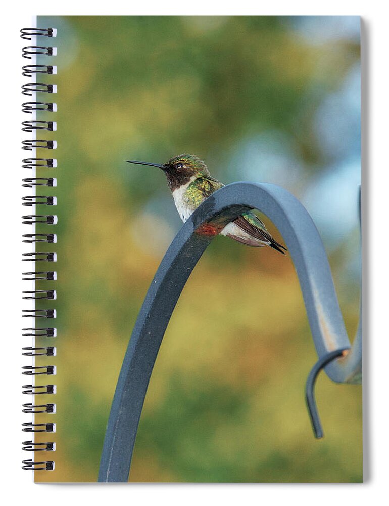Female Spiral Notebook featuring the photograph Female Ruby-Throated Hummingbird by Frank Mari