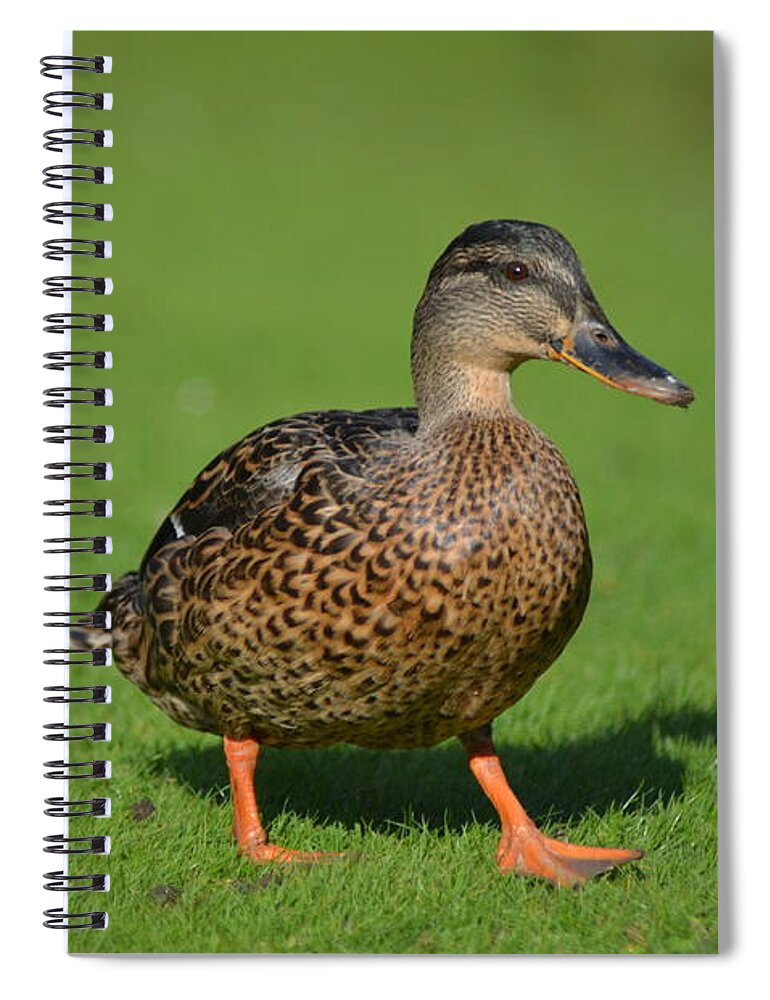 Female Spiral Notebook featuring the photograph Female Strut by Neil R Finlay