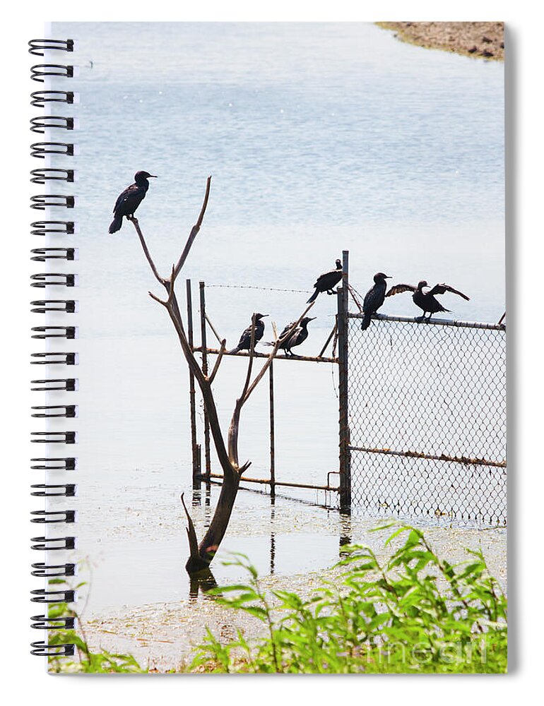 Waterfowl Spiral Notebook featuring the photograph Fence sitters by Jorgo Photography