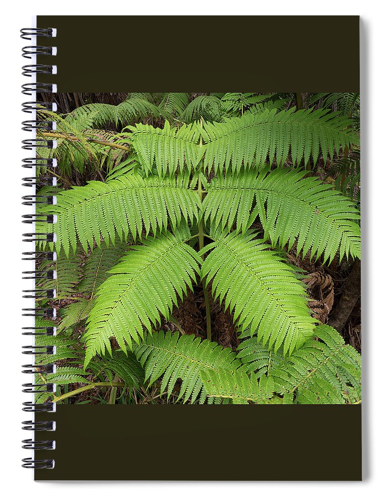 America Spiral Notebook featuring the photograph Fern at Hilo Hawaii by James C Richardson