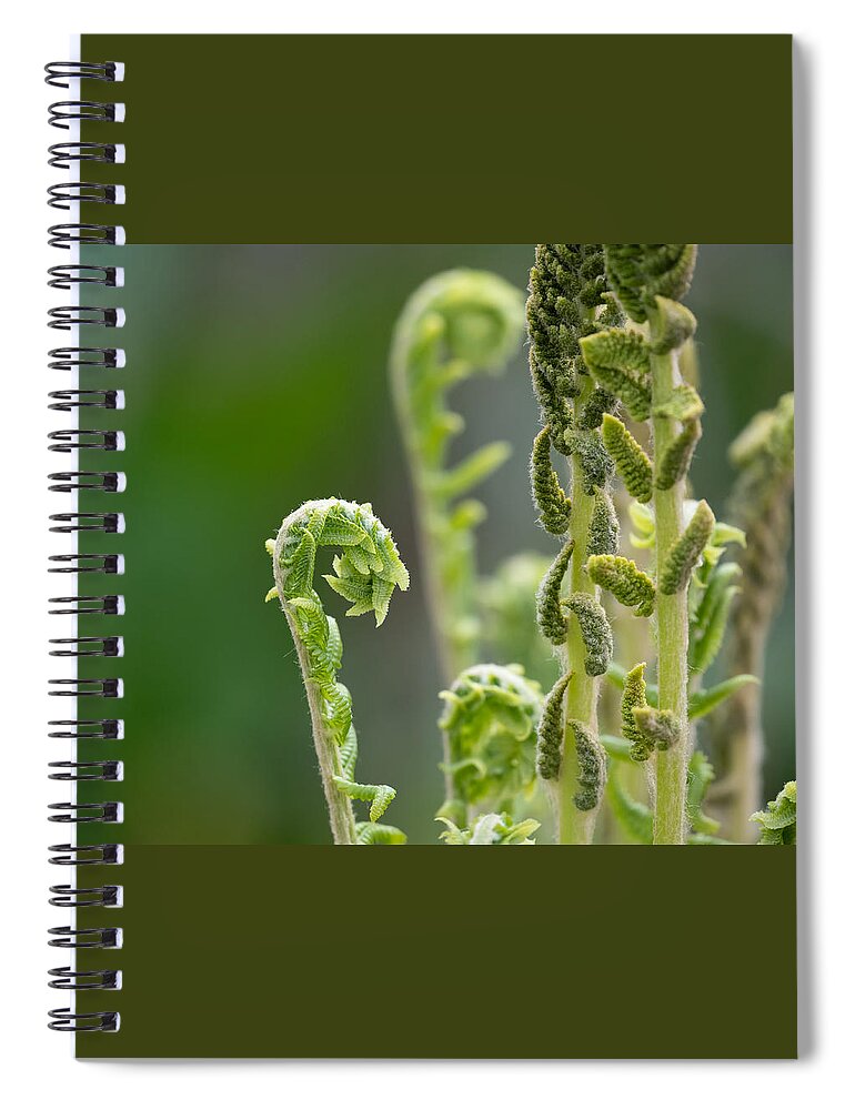 Fern Spiral Notebook featuring the photograph Fern Collection by Linda Bonaccorsi