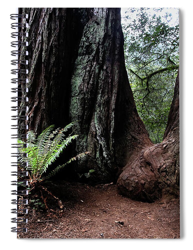 Fern Spiral Notebook featuring the photograph Fern in redwood forest by Craig A Walker