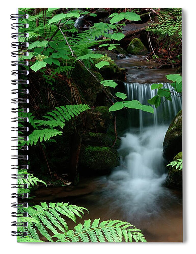 Spring Spiral Notebook featuring the photograph Ferns and small stream by Kevin Shields