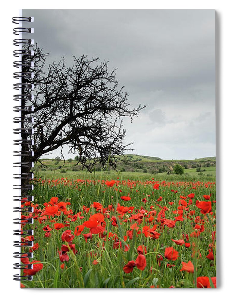 Poppy Anemone Spiral Notebook featuring the photograph Field full of red beautiful poppy anemone flowers and a lonely dry tree. Spring time, spring landscape Cyprus. by Michalakis Ppalis