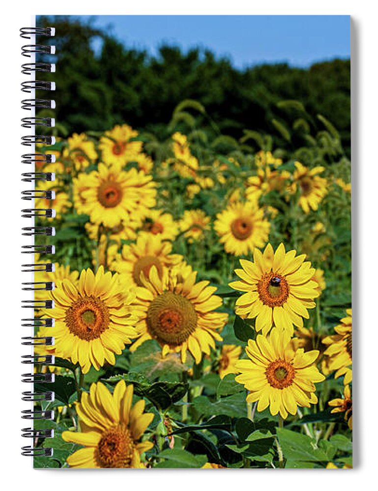 Faces Spiral Notebook featuring the photograph Field of Sunflowers by Louis Dallara