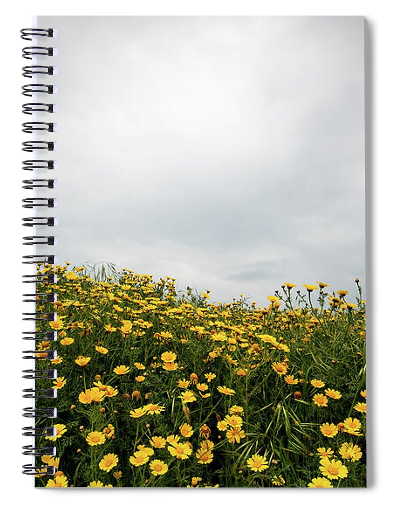 Spring Spiral Notebook featuring the photograph Field with yellow marguerite daisy blooming flowers against cloudy sky. Spring landscape nature background by Michalakis Ppalis