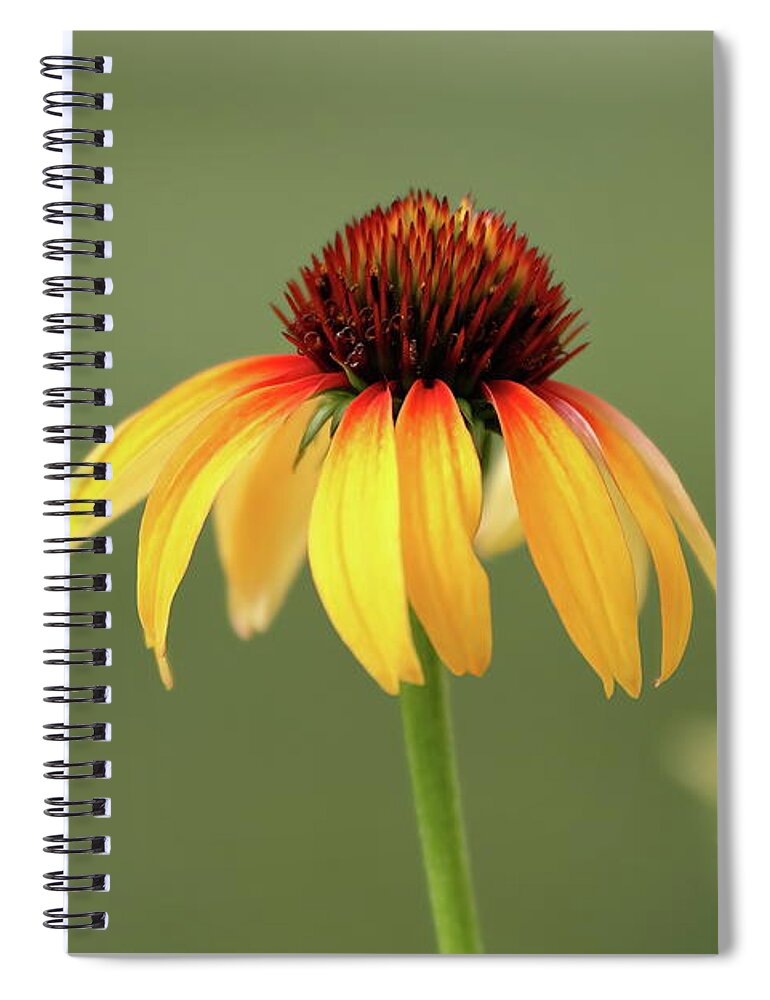 Coneflower Spiral Notebook featuring the photograph Fiery Coneflower by Lens Art Photography By Larry Trager