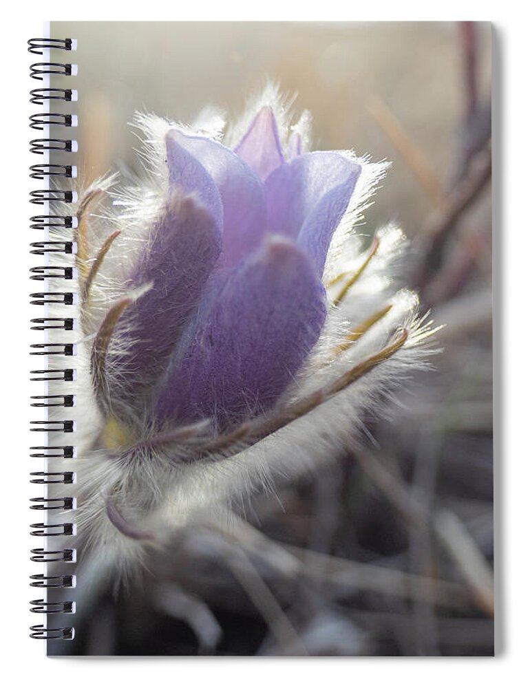 Crocus Spiral Notebook featuring the photograph First Spring Prairie Crocus Flower by Karen Rispin