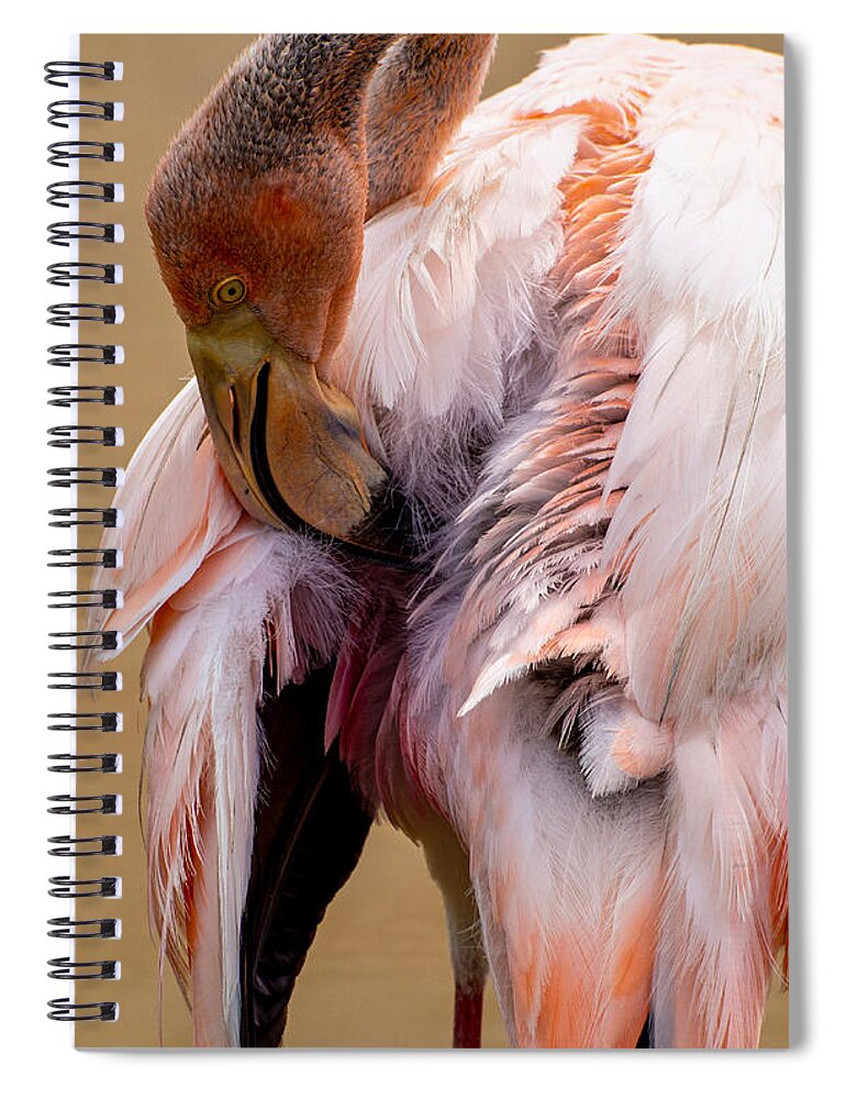 Flamingo Spiral Notebook featuring the photograph Flamingo at Jungle Gardens in Sarasota Florida by L Bosco