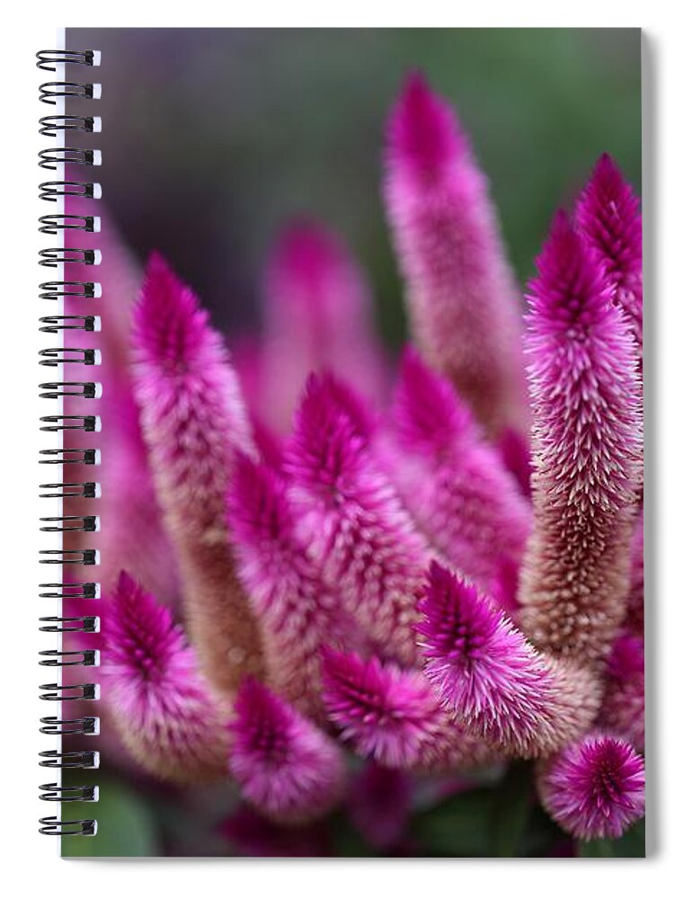 Purple Flamingo Spiral Notebook featuring the photograph Flamingo Cockscomb by Mingming Jiang