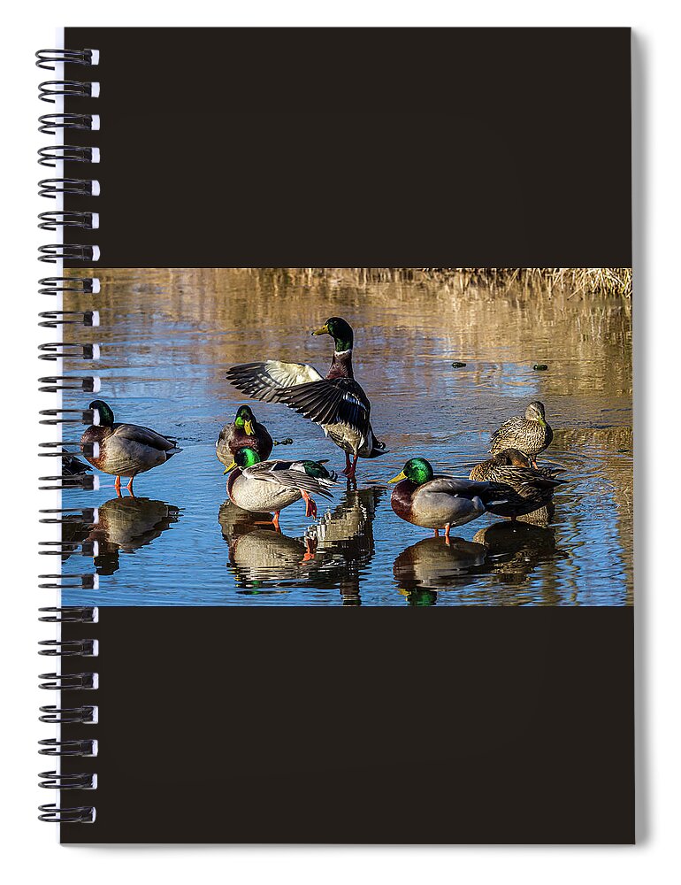 Birds Spiral Notebook featuring the photograph Flaping Our Wings - Mallard Ducks by Louis Dallara