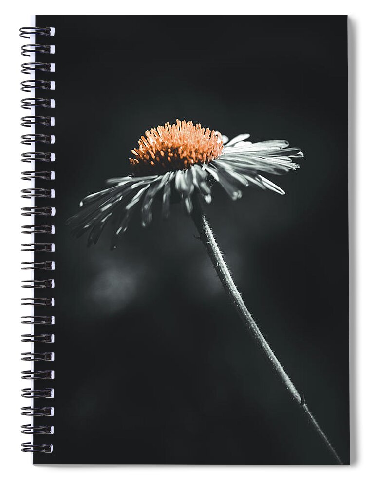 Fleabane Spiral Notebook featuring the photograph Fleabane on the Forest Floor by Bonny Puckett