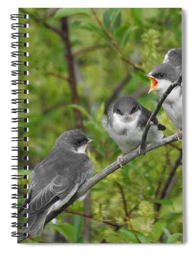 Tree Swallows Spiral Notebook featuring the photograph Fledgling Tree Swallows by Nicola Finch