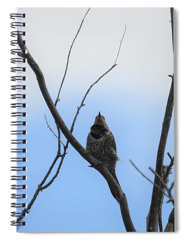Northern Flicker Spiral Notebook featuring the photograph Flicker by Amanda R Wright